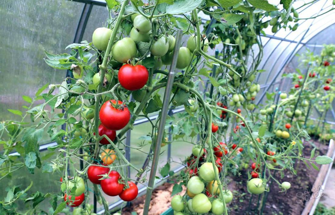 Отличный выбор для тех, кто хочет получить богатый ранний урожай отличных помидоров — томат «богата хата f1»