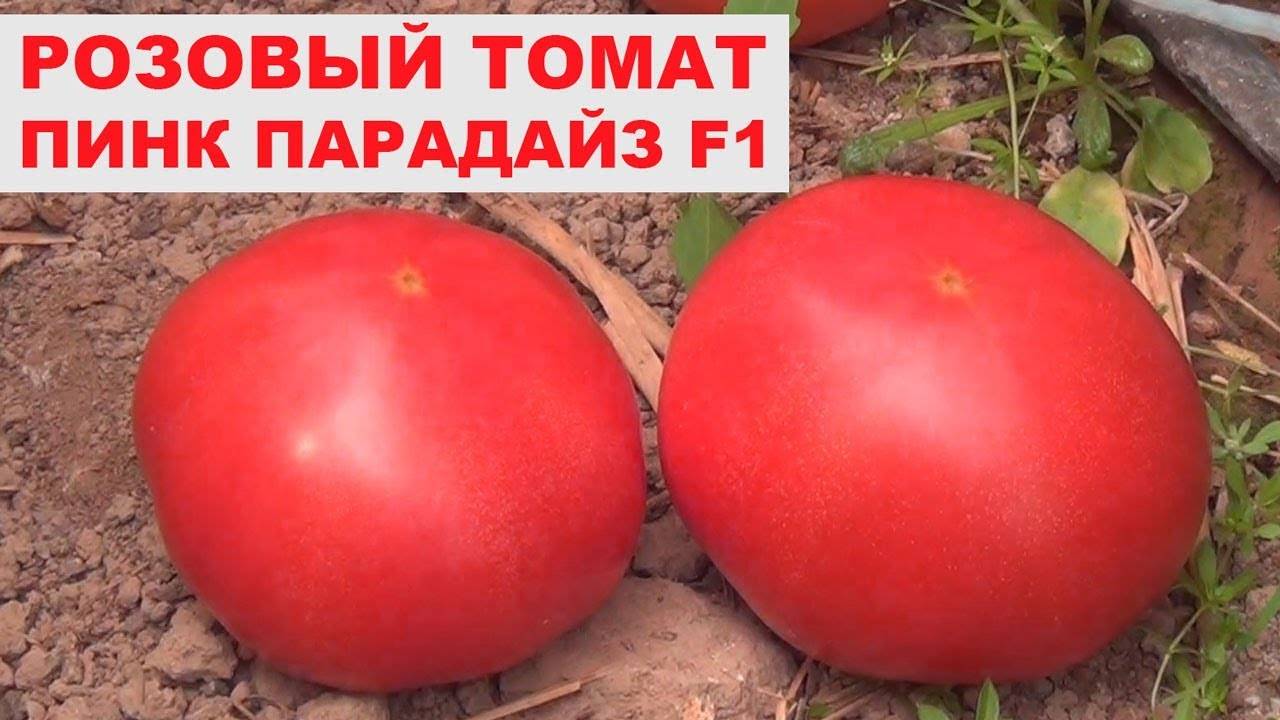 Особенности сорта помидоров пинк парадайз
