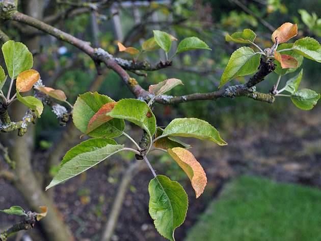 Почему у яблони скручиваются листья, что делать для лечения?