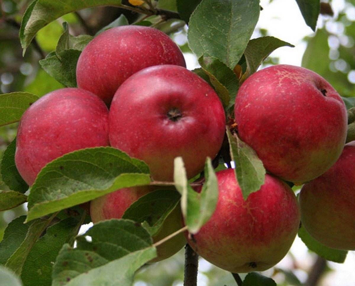 Сорт яблони вишневое – описание, фото