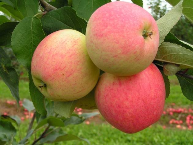 Описание и характеристики сорта яблонь строевское, выращивание и уход