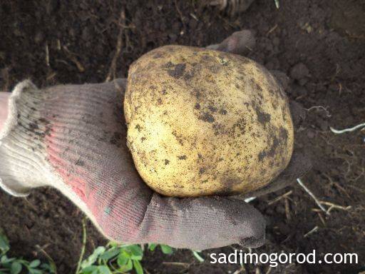 Посадка картофеля без ростков — будет ли он расти?