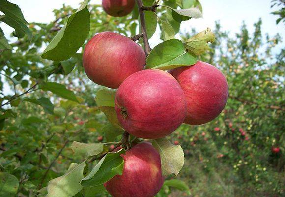 Особенности посадки и ухода яблони сорта жигулевское