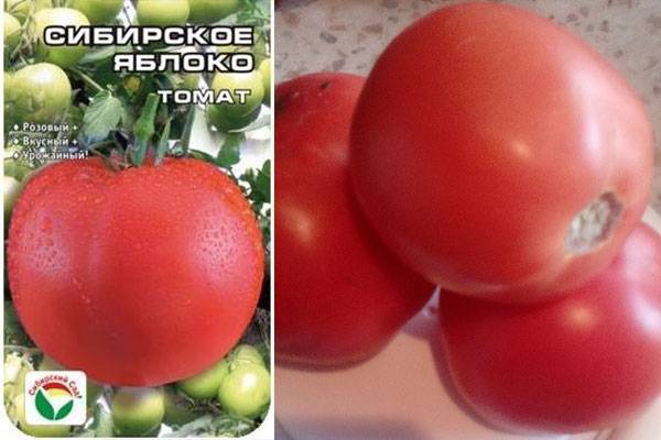 Ещё один замечательный тепличный сорт томатов «сибирское яблоко»: его характеристики и описание