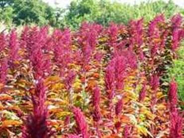 Садовый цветок амарант: характеристика и уход за растением