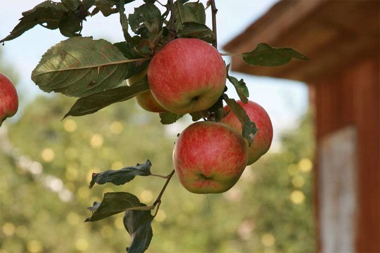 Яблоня уэлси: описание, фото, отзывы опытных садоводов. технология посадки и ухода за яблоней на территории россии
