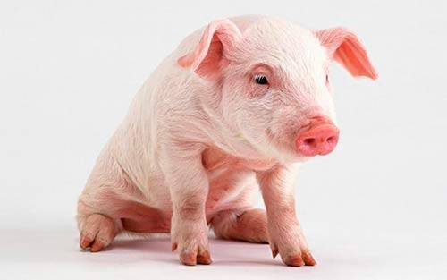 Ландрас порода свиней: характеристика