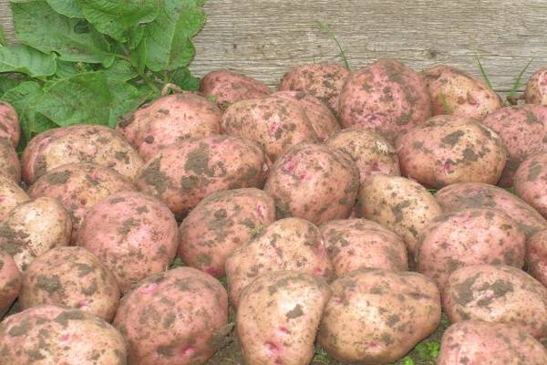 Описание сорта картофеля Ильинский, его характеристика и урожайность
