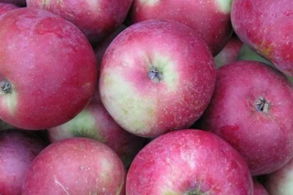 Яблони алеся: соответствие описанию и фото