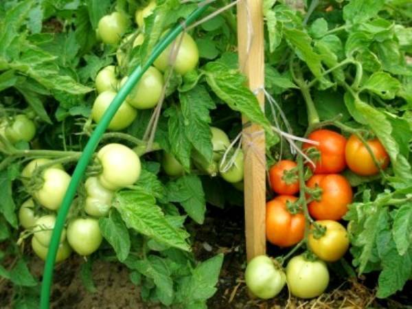 Описание и особенности выращивания сорта томата Персей