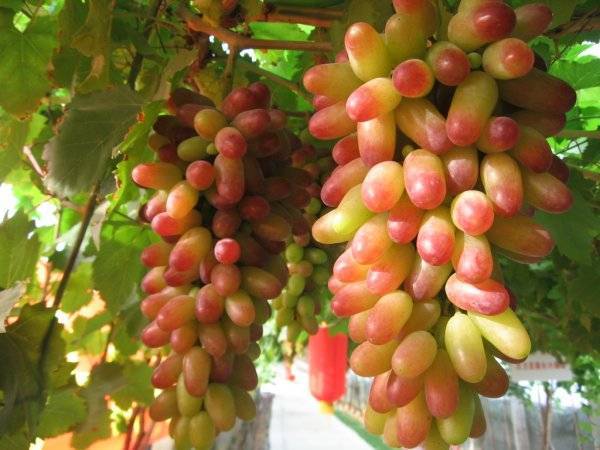 Виноград маникюр фингер: описание сорта, характеристика, особенности выращивания