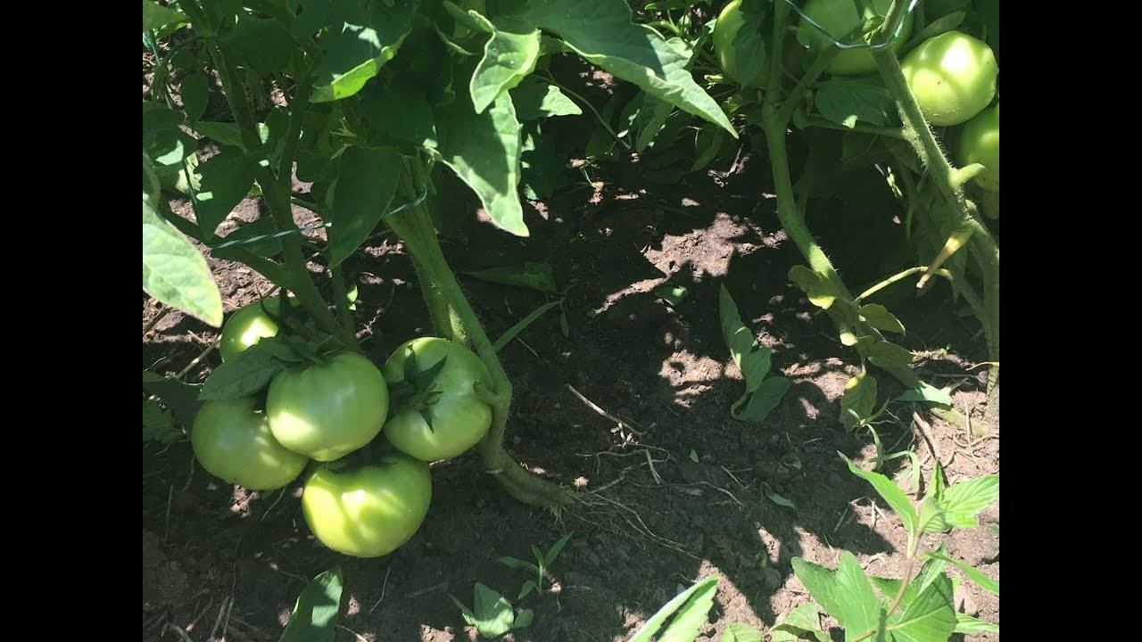 Как бороться с фитофторой на помидорах: простые и эффективные способы