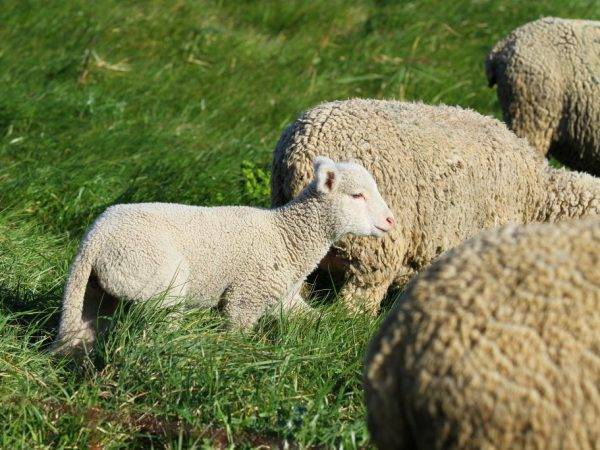 Лучшие овцы — особенности выбора, разведения и советы для начинающих фермеров (видео + 105 фото)