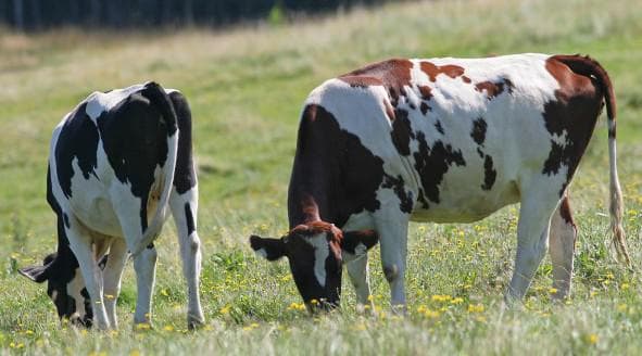 Описание коровы холмогорской породы: особенности содержания и ухода