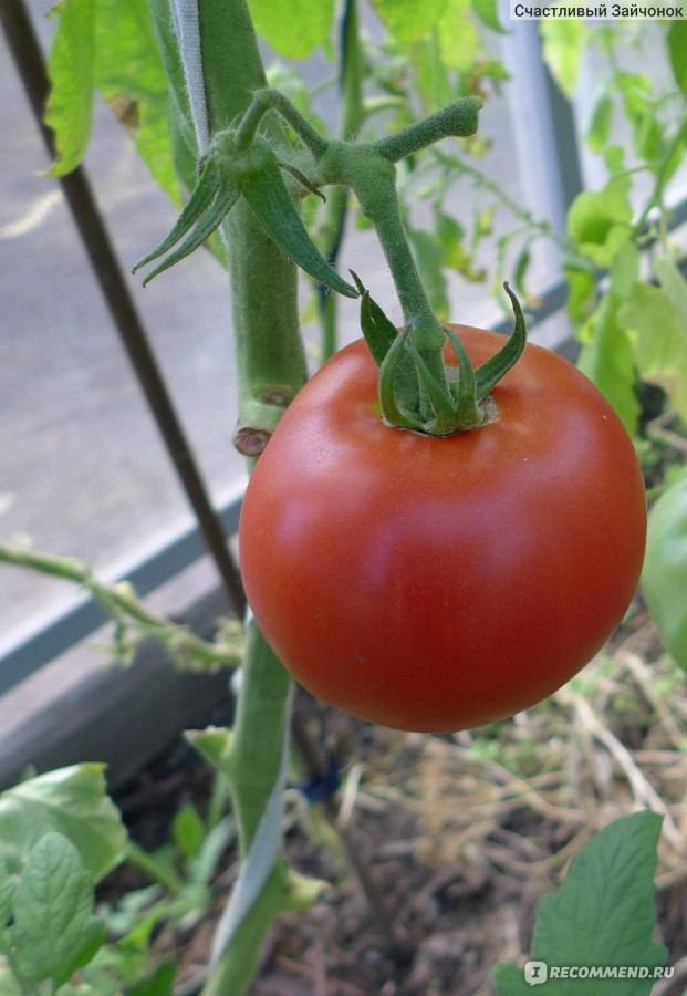 Описание гибрида: томаты «красная гвардия»