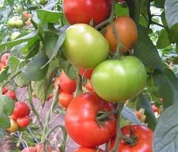 Описание сорта томата вано, его характеристика и урожайность