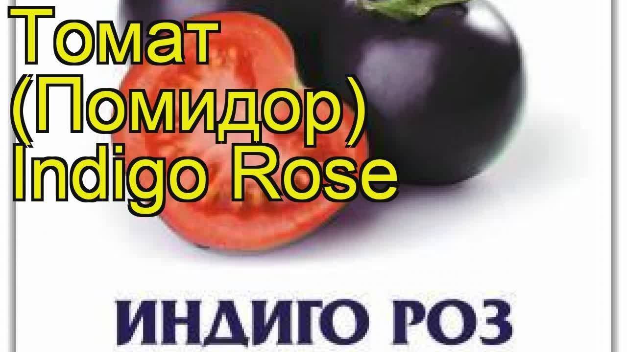 Описание сорта томата индио и его характеристики