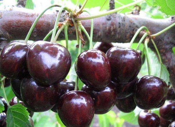Черешня чермашная – сочные и привлекательные ягоды на вашем участке