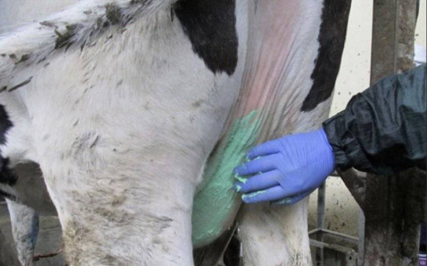 Чем опасен отек вымени у коров, и как его вылечить?