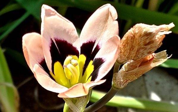 Спараксис – экзотический цветок на вашем участке. посадка и уход