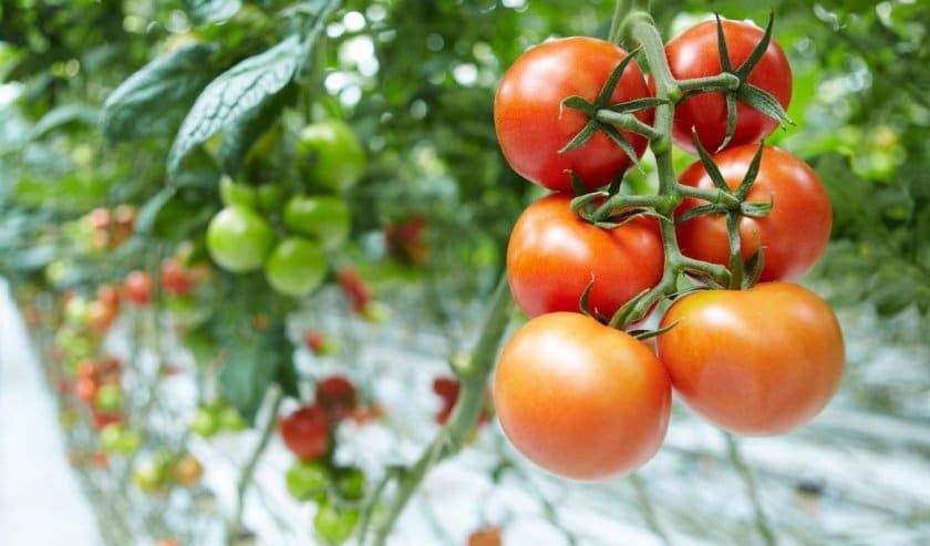 Характеристика и описание сорта томата шалун, его урожайность