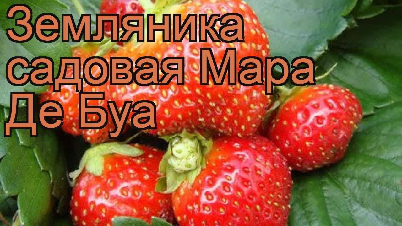 Клубника «мара де буа»: описание сорта, характеристика, уход, отзывы + фото