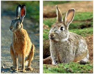 Чем внешне отличается заяц от кролика