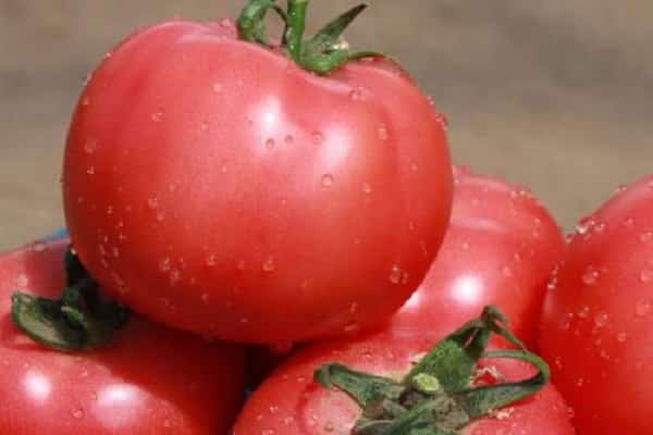 Описание сорта томата Вано, его характеристика и урожайность