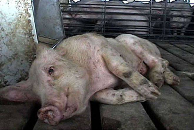 Симптомы и лечение глистов у свиней в домашних условиях народными средствами и препаратами