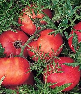 Характеристика и описание сорта томата Серебристая ель