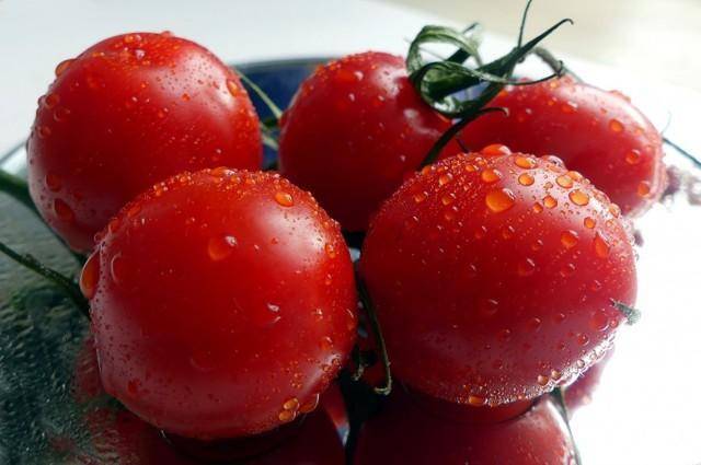 Яблонька россии — урожайный сорт помидоров для ленивых дачников