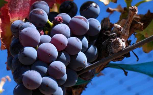 Один из старых селекционных сортов винограда «магарач»