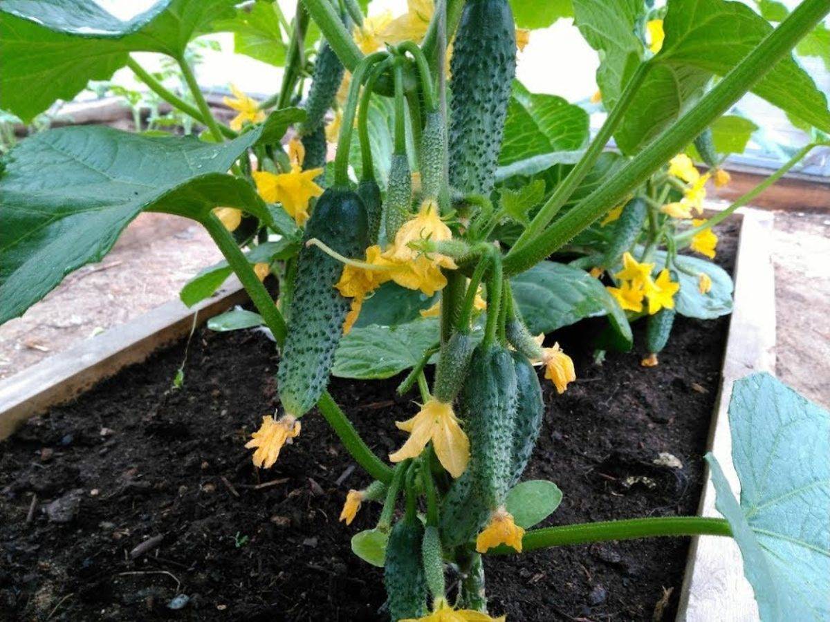 Отличные урожаи уже в начале сезона — томат гелена f1: описание сорта и советы по выращиванию