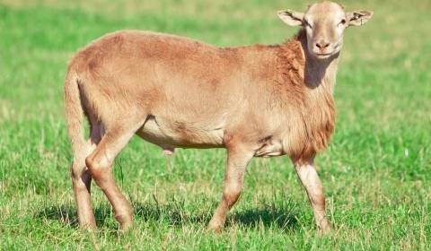 Овцы романовской породы: характеристика, описание и преимущества разведения