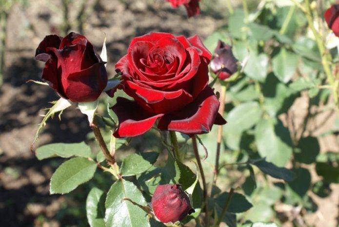 Описание сорта розы «черная магия». правила выращивания, фото