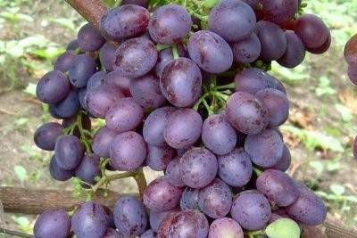 Виноград водограй: описание сорта, фото и отзывы садоводов