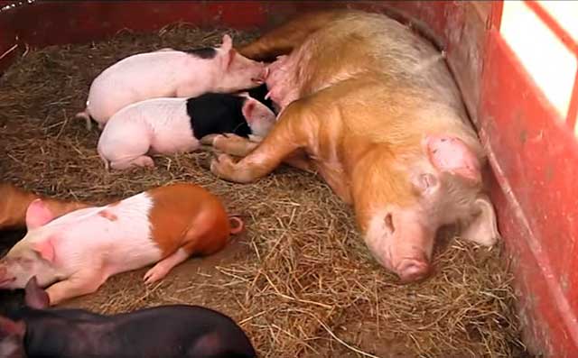 Беременность и опорос у свиньи: продолжительность, методы определения