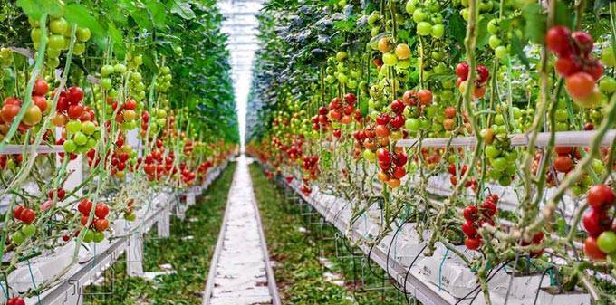 Плюсы и минусы выращивания томатов на гидропонике