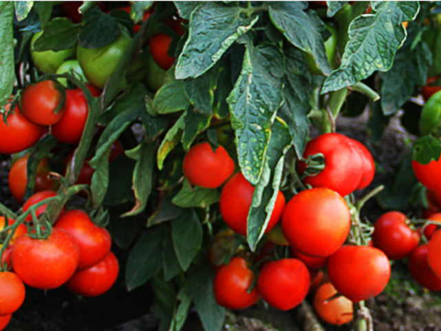 Описание сорта томата Моя радость, особенности выращивания и ухода