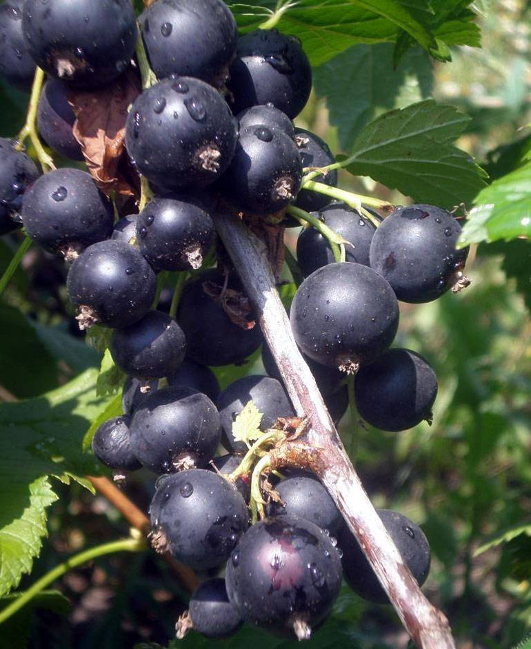Чёрная смородина сорта пигмей — сладкие ягоды без особых хлопот