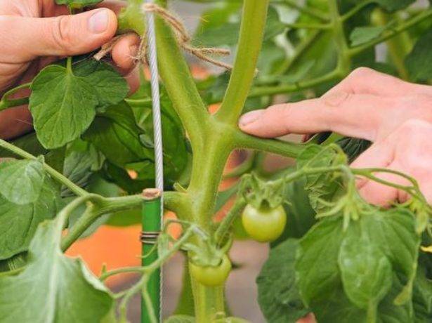 Особенности применения и агротехники томатов сладких сортов