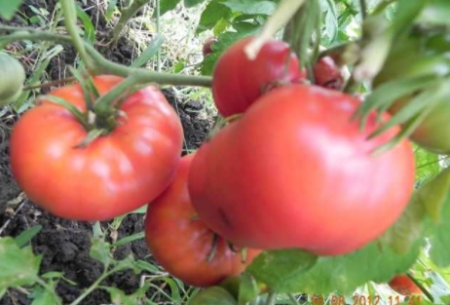 Томат “кумир”: описание сорта, выращивание рассады и правильный уход