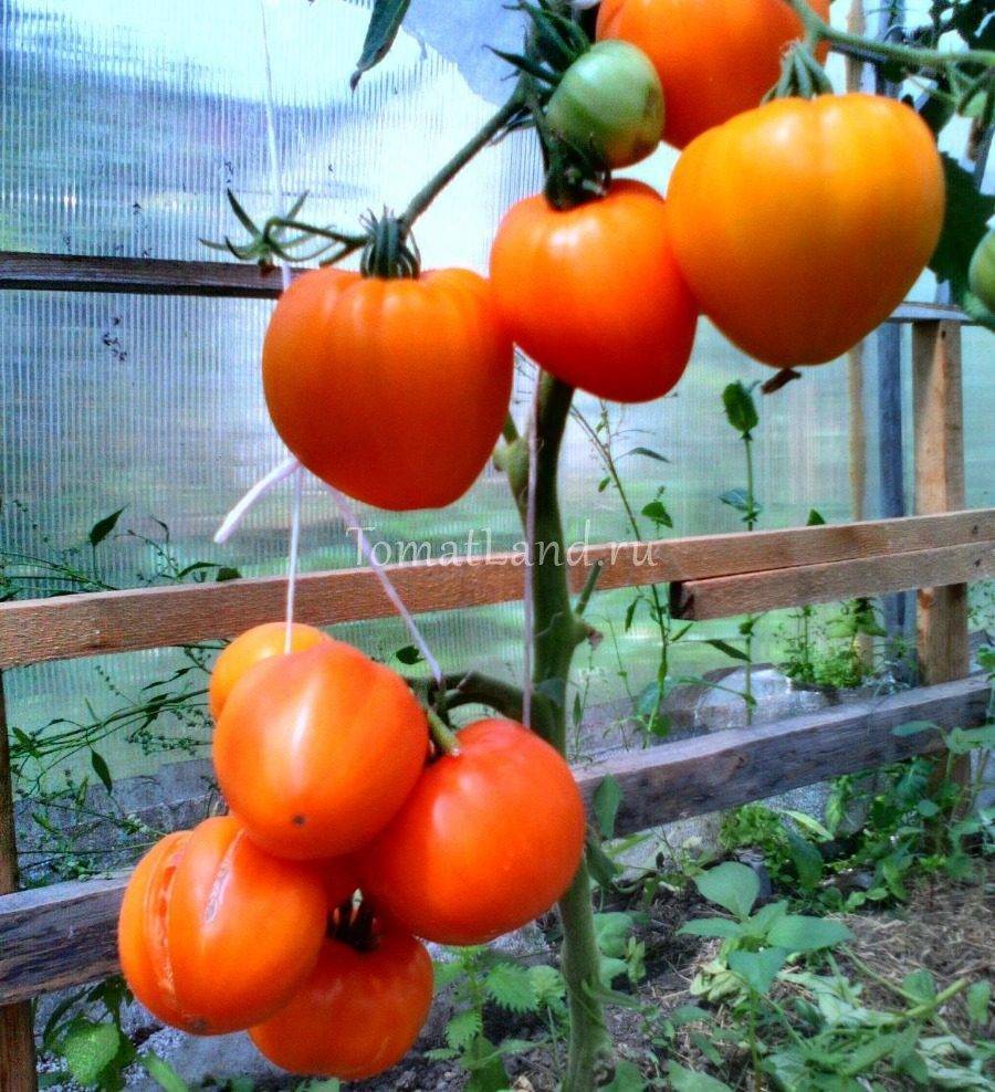 Характеристика и описание сорта томата Медовый спас, его урожайность