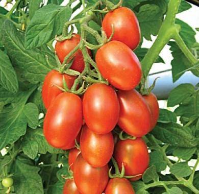 Сорт помидоров «маруся»: отзывы, описание, характеристика, урожайность, фото и видео
