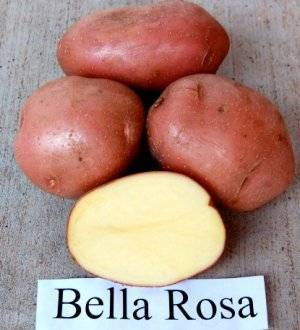 Отличный вкус и высокая урожайность — картофель «ильинский»: описание сорта, характеристика, фото