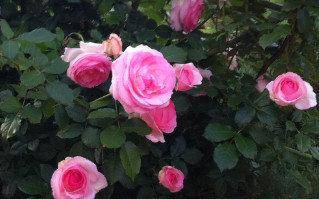 Садовая красавица на все времена – роза пьер де ронсар! как размножить цветок и заботиться о нем?