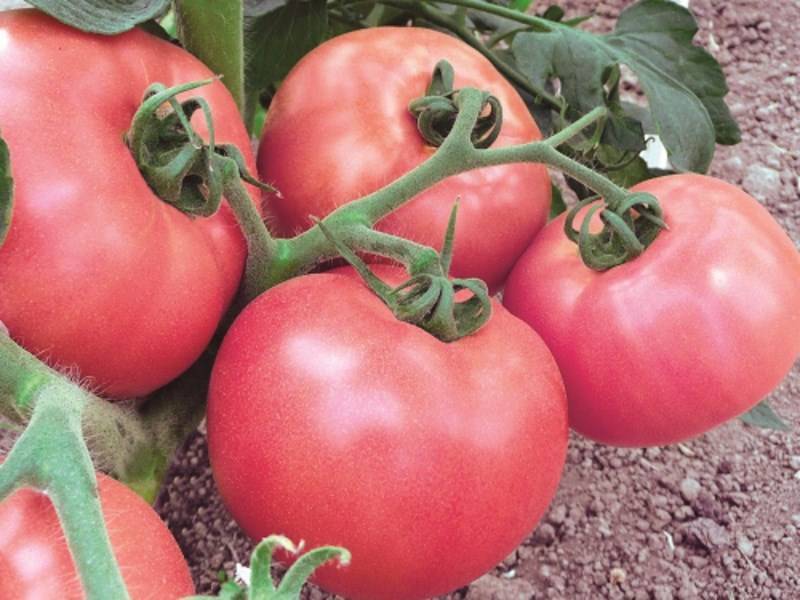 Фаворит среди розовоплодных великанов — томат добрыня никитич: описание и характеристика сорта