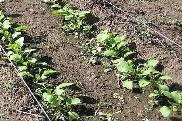 Сроки посадки черной редьки и особенности ее выращивания