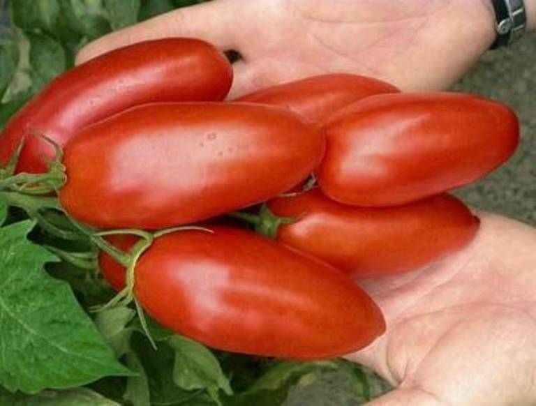 Популярный сорт, полюбившийся многим огородникам: томат «самара» и его преимущества перед другими видами помидоров