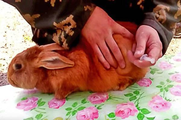 Дитрим для кроликов: инструкция по применению